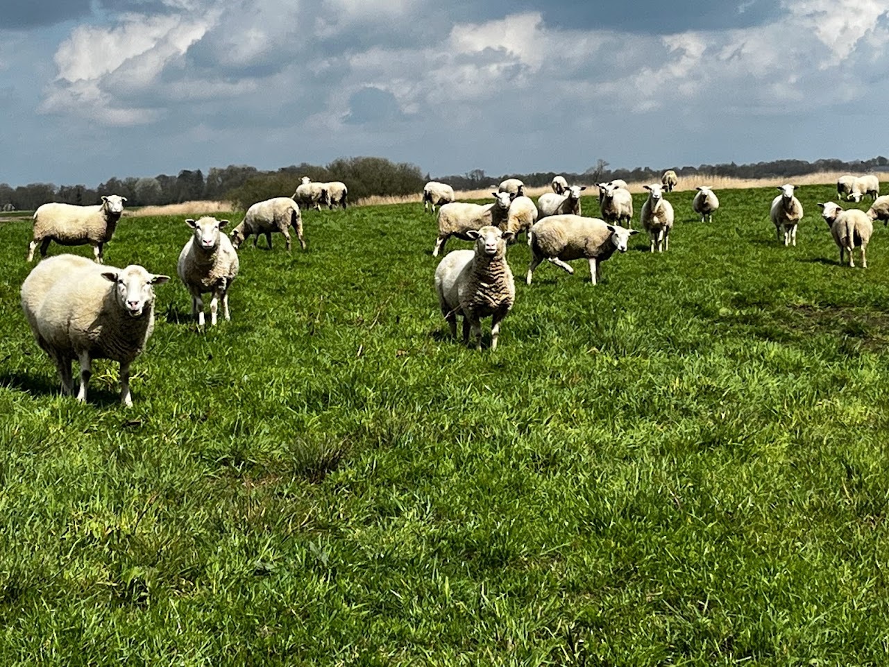 Foto schapen